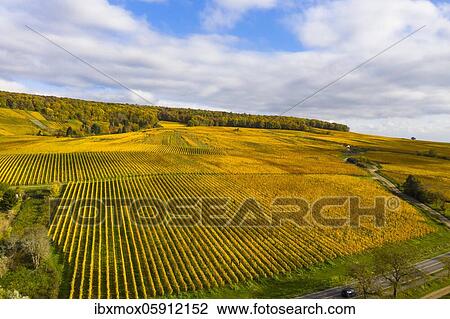 Stock Image - Aerial view, golden vineyards in autumn from above, Rheingau, region, Östrich, Winkel, Walluf, Martinsthal, Hesse, Germany, Europe. Fotosearch