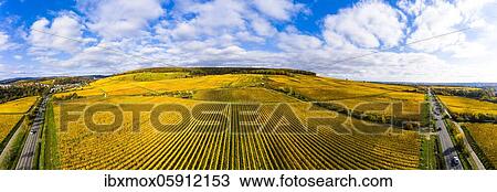 Stock Image - Aerial view, golden vineyards in autumn from above, Rheingau, region, Östrich, Winkel, Walluf, Martinsthal, Hesse, Germany, Europe. Fotosearch