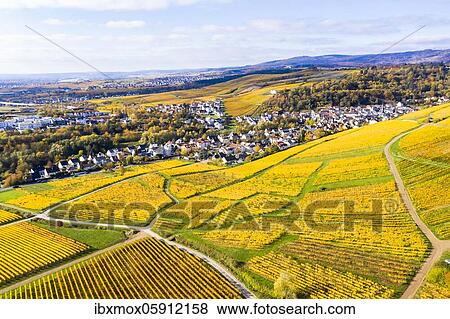 Stock Photo - Aerial view, golden vineyards in autumn from above, Rheingau, region, Östrich, Winkel, Walluf, Martinsthal, Hesse, Germany, Europe. Fotosearch