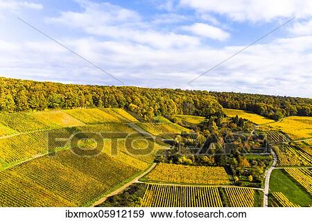 Aerial view, golden vineyards in autumn from above, Rheingau, region, Östrich, Winkel, Walluf, Martinsthal, Hesse, Germany, Europe View Large Photo Image Stock Photo - Aerial view, golden vineyards in autumn from above, Rheingau, region, Östrich, Winkel, Walluf, Martinsthal, Hesse, Germany, Europe. Fotosearch