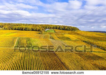 Stock Photography - Aerial view, golden vineyards in autumn from above, Rheingau, region, Östrich, Winkel, Walluf, Martinsthal, Hesse, Germany, Europe. Fotosearch