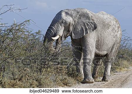 African bush elephant bull (Loxodonta africana), covered with dry mud, foraging along the dirt road, Etosha National park, Namibia, Africa View Large Photo Image Stock Photo - African bush elephant bull (Loxodonta africana), covered with dry mud, foraging along the dirt road, Etosha National park, Namibia, Africa. Fotosearch