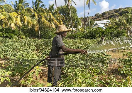 African farmer irrigaties field, Saint Francois, Rodrigues Island, Mauritius, Africa View Large Photo Image Picture - African farmer irrigaties field, Saint Francois, Rodrigues Island, Mauritius, Africa. Fotosearch