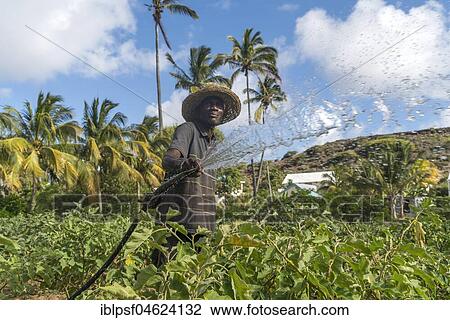 African farmer irrigaties field, Saint Francois, Rodrigues Island, Mauritius, Africa View Large Photo Image Stock Image - African farmer irrigaties field, Saint Francois, Rodrigues Island, Mauritius, Africa. Fotosearch