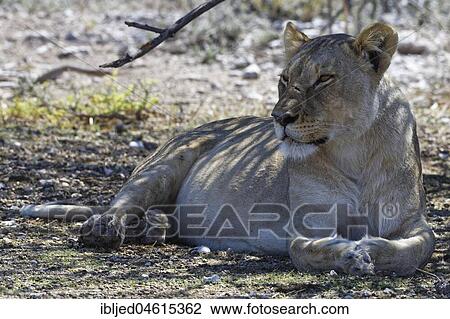 Stock Image - African lion (Panthera leo), lioness lying in the shade of a tree, head up, alert, Etosha National Park, Namibia, Africa. Fotosearch