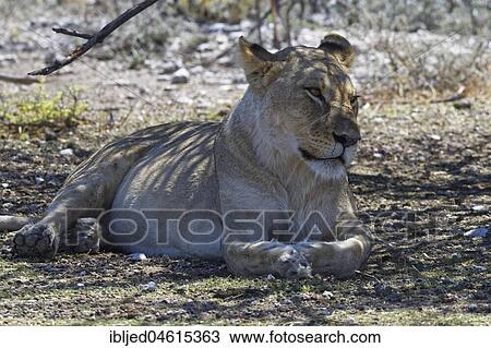 African lion (Panthera leo), lioness lying in the shade of a tree, alert, Etosha National Park, Namibia, Africa View Large Photo Image Stock Image - African lion (Panthera leo), lioness lying in the shade of a tree, alert, Etosha National Park, Namibia, Africa. Fotosearch