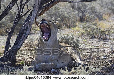 African lion (Panthera leo), yawning lioness lying in the shade of a tree, Etosha National Park, Namibia, Africa View Large Photo Image Picture - African lion (Panthera leo), yawning lioness lying in the shade of a tree, Etosha National Park, Namibia, Africa. Fotosearch