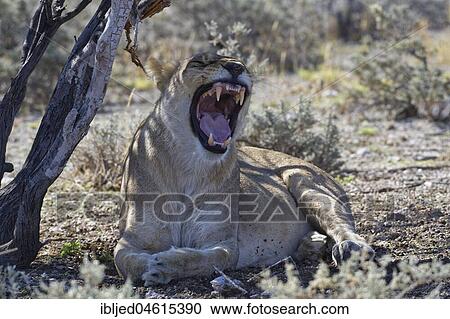 Stock Image - African lion (Panthera leo), yawning lioness lying in the shade of a tree, Etosha National Park, Namibia, Africa. Fotosearch