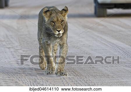 African lion (Panthera leo), young male walking on a dirt road, tourist vehicles behind, Kgalagadi Transfrontier Park, Northern Cape, South Africa, Africa View Large Photo Image Stock Image - African lion (Panthera leo), young male walking on a dirt road, tourist vehicles behind, Kgalagadi Transfrontier Park, Northern Cape, South Africa, Africa. Fotosearch