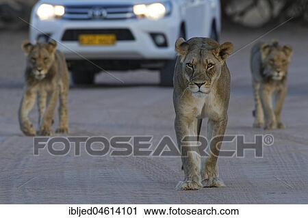 African lions (Panthera leo), lioness with two young males walking on a dirt road at dusk, tourist vehicle behind, Kgalagadi Transfrontier Park, Northern Cape, South Africa, Africa View Large Photo Image Stock Image - African lions (Panthera leo), lioness with two young males walking on a dirt road at dusk, tourist vehicle behind, Kgalagadi Transfrontier Park, Northern Cape, South Africa, Africa. Fotosearch