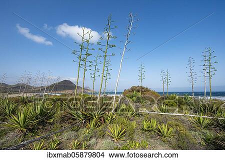 Picture - Agaves on the beach, Playa de Los Genoveses, Cabo de Gata-Nijar National Park, Almería, Spain, Europe. Fotosearch