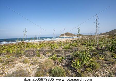 Stock Photography - Agaves on the beach, Playa de Los Genoveses, Cabo de Gata-Nijar National Park, Almería, Spain, Europe. Fotosearch