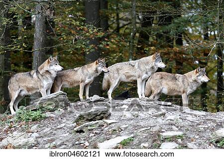 Stock Image - Algonquin wolves (Canis lupus lycaon), Rudel is looking for rocks, captive, Germany, Europe. Fotosearch