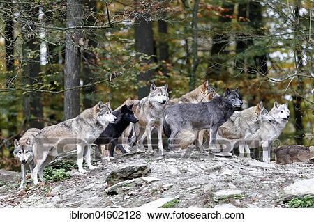 Stock Photo - Algonquin wolves (Canis lupus lycaon), Rudel is looking for rocks, captive, Germany, Europe. Fotosearch