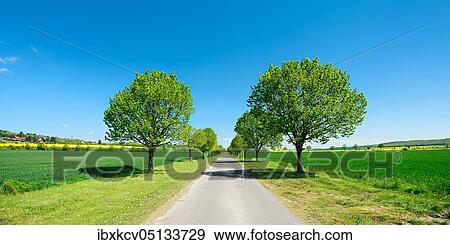 Alley of lime trees through cultivated landscape under a blue sky in spring, green grain fields and flowering rape fields, Burgenlandkreis, Saxony-Anhalt, Germany, Europe View Large Photo Image Stock Photo - Alley of lime trees through cultivated landscape under a blue sky in spring, green grain fields and flowering rape fields, Burgenlandkreis, Saxony-Anhalt, Germany, Europe. Fotosearch