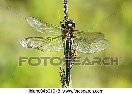Stock Photo - Alpine emerald (Somatochlora alpestris), endangered species, female, deformed wings, Tyrol, Austria, Europe. Fotosearch