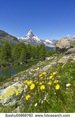 Stock Image - Alpine meadow of blossoming yellow flowers at the Grindjisee, behind snow-covered Matterhorn, Valais Alps, Canton Valais, Switzerland, Europe. Fotosearch