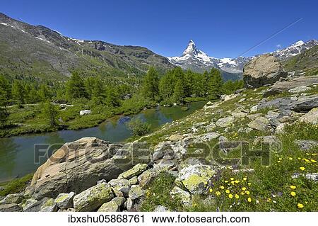Stock Image - Alpine meadow of blossoming yellow flowers at the Grindjisee, behind snow-covered Matterhorn, Valais Alps, Canton Valais, Switzerland, Europe. Fotosearch