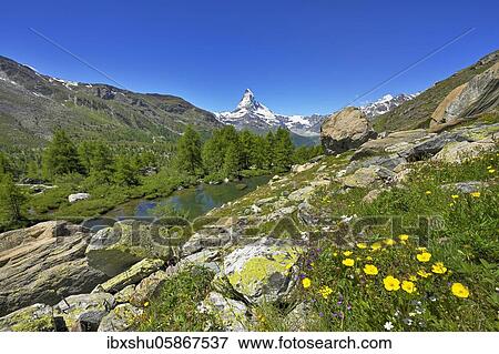 Alpine meadow of blossoming yellow flowers at the Grindjisee, behind snow-covered Matterhorn, Valais Alps, Canton Valais, Switzerland, Europe View Large Photo Image Stock Photo - Alpine meadow of blossoming yellow flowers at the Grindjisee, behind snow-covered Matterhorn, Valais Alps, Canton Valais, Switzerland, Europe. Fotosearch