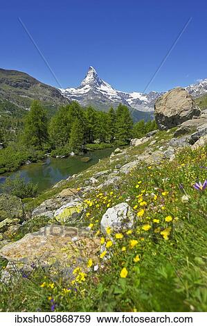 Alpine meadow of blossoming yellow flowers at the Grindjisee, behind snow-covered Matterhorn, Valais Alps, Canton Valais, Switzerland, Europe View Large Photo Image Stock Photo - Alpine meadow of blossoming yellow flowers at the Grindjisee, behind snow-covered Matterhorn, Valais Alps, Canton Valais, Switzerland, Europe. Fotosearch