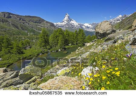 Alpine meadow of blossoming yellow flowers at the Grindjisee, behind snow-covered Matterhorn, Valais Alps, Canton Valais, Switzerland, Europe View Large Photo Image Stock Photography - Alpine meadow of blossoming yellow flowers at the Grindjisee, behind snow-covered Matterhorn, Valais Alps, Canton Valais, Switzerland, Europe. Fotosearch