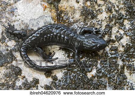 Stock Photograph - Alpine Salamander (Salamandra atra), Steinberg, Tyrol, Austria, Europe. Fotosearch