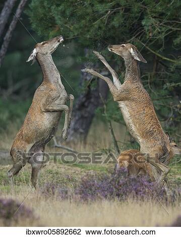 Alt animals in dispute of the red deer ( Cervus elaphus) in blooming heath, beating with runs, National Park De Hoge Veluwe, Netherlands View Large Photo Image Stock Image - Alt animals in dispute of the red deer ( Cervus elaphus) in blooming heath, beating with runs, National Park De Hoge Veluwe, Netherlands. Fotosearch