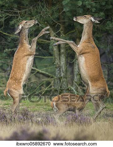 Stock Image - Alt animals in dispute of the red deer ( Cervus elaphus) in blooming heath, beating with runs, National Park De Hoge Veluwe, Netherlands. Fotosearch