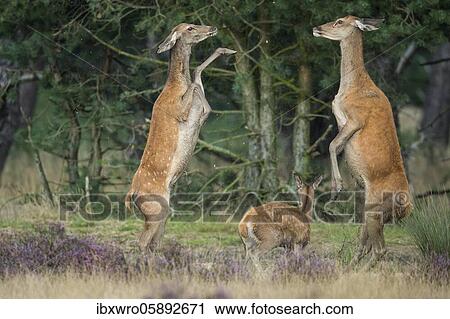 Stock Image - Alt animals in dispute of the red deer ( Cervus elaphus) in blooming heath, beating with runs, National Park De Hoge Veluwe, Netherlands. Fotosearch