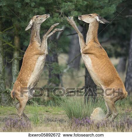 Stock Image - Alt animals in dispute of the red deer ( Cervus elaphus) in blooming heath, beating with runs, National Park De Hoge Veluwe, Netherlands. Fotosearch