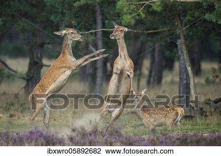 Alt animals in dispute of the red deer ( Cervus elaphus) in blooming heath, beating with runs, National Park De Hoge Veluwe, Netherlands View Large Photo Image Stock Image - Alt animals in dispute of the red deer ( Cervus elaphus) in blooming heath, beating with runs, National Park De Hoge Veluwe, Netherlands. Fotosearch