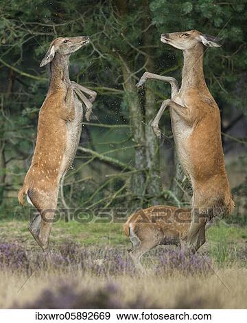 Alt animals in dispute of the red deer ( Cervus elaphus) in blooming heath, beating with runs, National Park De Hoge Veluwe, Netherlands View Large Photo Image Stock Photo - Alt animals in dispute of the red deer ( Cervus elaphus) in blooming heath, beating with runs, National Park De Hoge Veluwe, Netherlands. Fotosearch