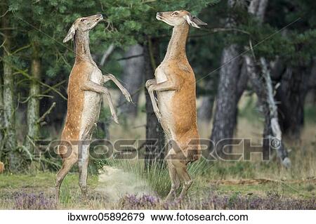 Alt animals in dispute of the red deer ( Cervus elaphus) in blooming heath, beating with runs, National Park De Hoge Veluwe, Netherlands View Large Photo Image Stock Photo - Alt animals in dispute of the red deer ( Cervus elaphus) in blooming heath, beating with runs, National Park De Hoge Veluwe, Netherlands. Fotosearch