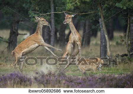 Alt animals in dispute of the red deer ( Cervus elaphus) in blooming heath, beating with runs, National Park De Hoge Veluwe, Netherlands View Large Photo Image Stock Photograph - Alt animals in dispute of the red deer ( Cervus elaphus) in blooming heath, beating with runs, National Park De Hoge Veluwe, Netherlands. Fotosearch