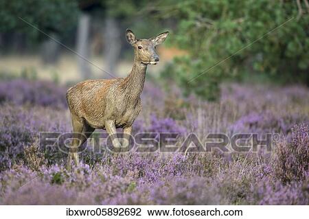 Alto-animal of the red deer ( Cervus elaphus) in blooming heath, securing, National Park De Hoge Veluwe, Netherlands View Large Photo Image Stock Image - Alto-animal of the red deer ( Cervus elaphus) in blooming heath, securing, National Park De Hoge Veluwe, Netherlands. Fotosearch