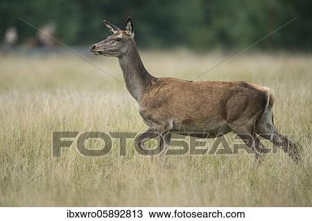 Alto-animal of the red deer ( Cervus elaphus) female, Klamptenborg, Copenhagen, Denmark, Europe View Large Photo Image Stock Image - Alto-animal of the red deer ( Cervus elaphus) female, Klamptenborg, Copenhagen, Denmark, Europe. Fotosearch