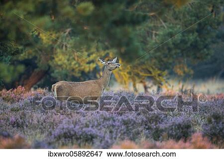 Alto-animal of the red deer ( Cervus elaphus) in blooming heath, securing, National Park De Hoge Veluwe, Netherlands View Large Photo Image Stock Photo - Alto-animal of the red deer ( Cervus elaphus) in blooming heath, securing, National Park De Hoge Veluwe, Netherlands. Fotosearch