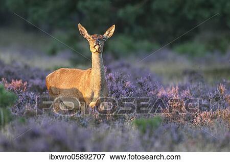Alto-animal of the red deer ( Cervus elaphus) in blooming heath, securing, National Park De Hoge Veluwe, Netherlands View Large Photo Image Stock Photo - Alto-animal of the red deer ( Cervus elaphus) in blooming heath, securing, National Park De Hoge Veluwe, Netherlands. Fotosearch