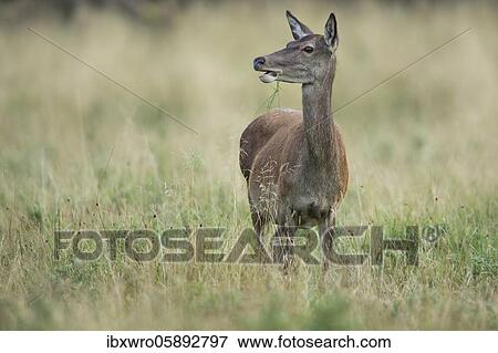 Alto-animal of the red deer ( Cervus elaphus) female, Klamptenborg, Copenhagen, Denmark, Europe View Large Photo Image Stock Photo - Alto-animal of the red deer ( Cervus elaphus) female, Klamptenborg, Copenhagen, Denmark, Europe. Fotosearch