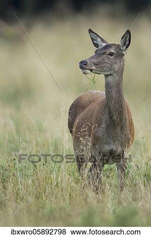 Stock Photo - Alto-animal of the red deer ( Cervus elaphus) female, Klamptenborg, Copenhagen, Denmark, Europe. Fotosearch