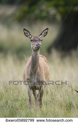 Alto-animal of the red deer ( Cervus elaphus) Klamptenborg, Copenhagen, Denmark, Europe View Large Photo Image Stock Photo - Alto-animal of the red deer ( Cervus elaphus) Klamptenborg, Copenhagen, Denmark, Europe. Fotosearch