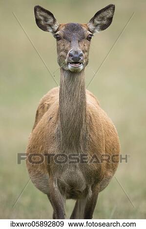 Alto-animal of the red deer ( Cervus elaphus) Portrait, Klamptenborg, Copenhagen, Denmark, Europe View Large Photo Image Stock Photo - Alto-animal of the red deer ( Cervus elaphus) Portrait, Klamptenborg, Copenhagen, Denmark, Europe. Fotosearch
