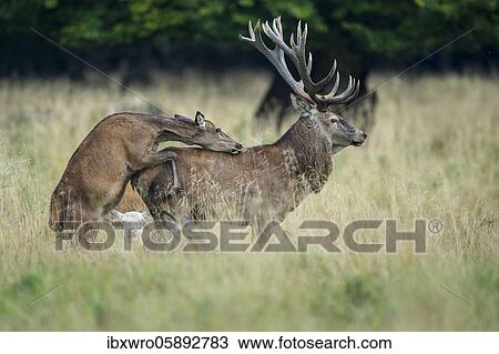 Stock Image - Alto ascended red deer ( Cervus elaphus) in rut, Klamptenborg, Copenhagen, Denmark, Europe. Fotosearch