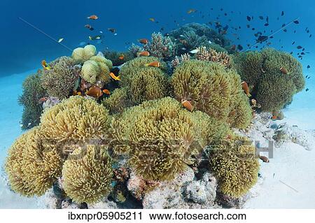 Stock Image - Anemone field from Magnificent sea anemones (Heteractis magnifica) with Pink skunk clownfish (Amphiprion perideraion) Andaman Sea, Mu Ko Similan National Park, Similan Islands, Phang Nga Province, Thailand, Asia. Fotosearch