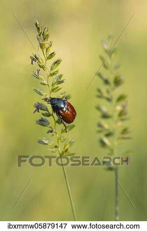Stock Photo - Anomala vitis ( Anomala dubia) on a blade of grass, Perlacher Forst, Upper Bavaria, Bavaria, Germany, Europe. Fotosearch