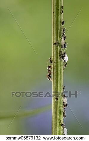 Ant ( Formicidae) milks Aphids ( Aphidoidea) on plant, Bavaria, Germany, Europe View Large Photo Image Stock Image - Ant ( Formicidae) milks Aphids ( Aphidoidea) on plant, Bavaria, Germany, Europe. Fotosearch