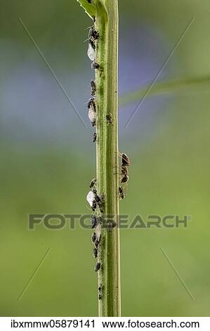 Stock Image - Ant ( Formicidae) milks Aphids ( Aphidoidea) on plant, Bavaria, Germany, Europe. Fotosearch
