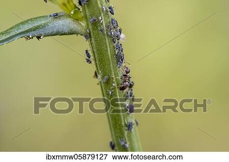Stock Photo - Ant ( Formicidae) milks Aphids ( Aphidoidea) on plant, Bavaria, Germany, Europe. Fotosearch