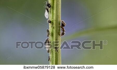 Ant ( Formicidae) milks Aphids ( Aphidoidea) on plant, Bavaria, Germany, Europe View Large Photo Image Stock Photo - Ant ( Formicidae) milks Aphids ( Aphidoidea) on plant, Bavaria, Germany, Europe. Fotosearch