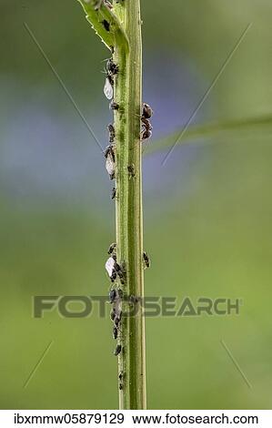 Ant ( Formicidae) milks Aphids ( Aphidoidea) on plant, Bavaria, Germany, Europe View Large Photo Image Stock Photo - Ant ( Formicidae) milks Aphids ( Aphidoidea) on plant, Bavaria, Germany, Europe. Fotosearch